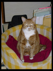 そろそろコタツを出して欲しいにゃぁ・・・